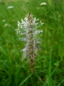 20120621Plantago_media07