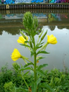 20120621Oenothera_biennis2