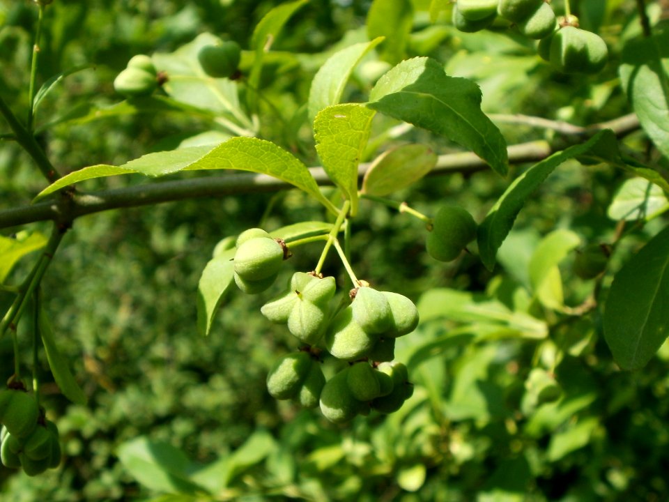 20120626Euonymus_europaeus2