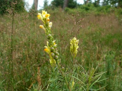20120624Linaria_vulgaris5