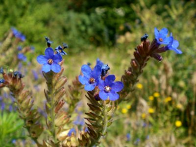 20120626Anchusa_officinalis6