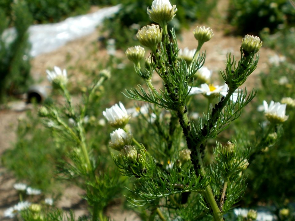 20120609Kamillen_Reilingen06