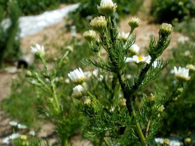 20120609Kamillen_Reilingen06