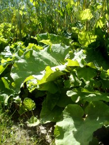 20120609Grosse_Klette_Reilingen6