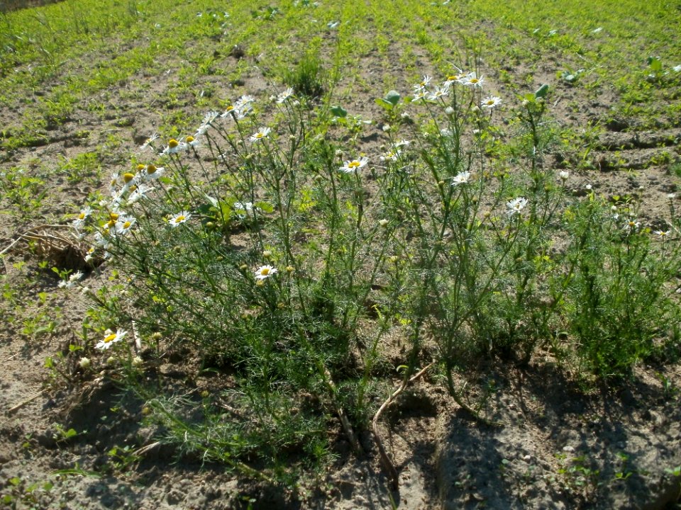 20120609Kamillen_Reilingen10
