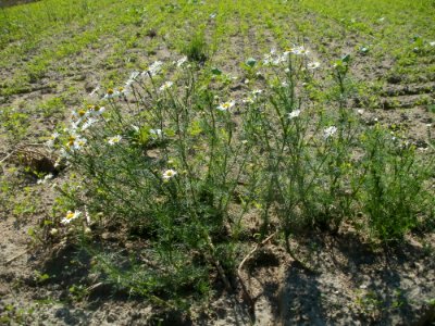 20120609Kamillen_Reilingen10