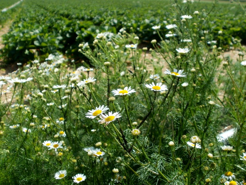 20120609Kamillen_Reilingen04