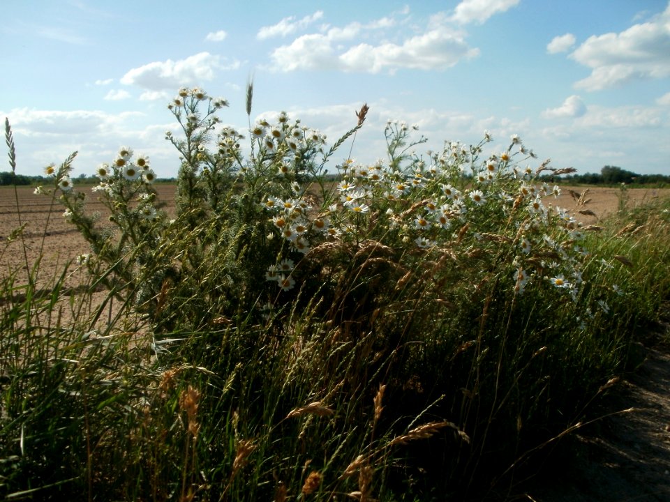 20120609Kamillen_Reilingen12