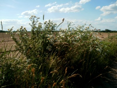 20120609Kamillen_Reilingen12