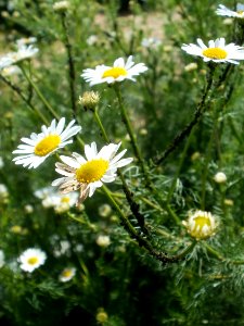 20120609Kamillen_Reilingen05