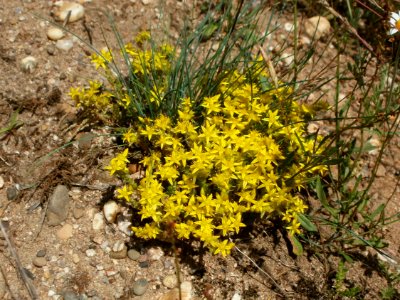 20120609Wiesenblumen_Reilingen4