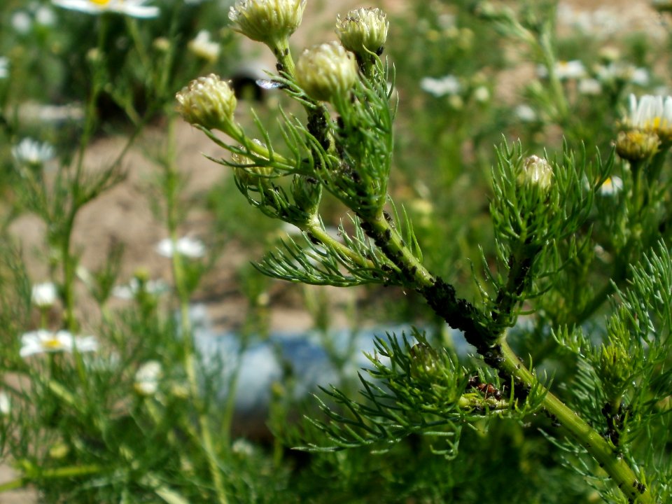 20120609Kamillen_Reilingen07
