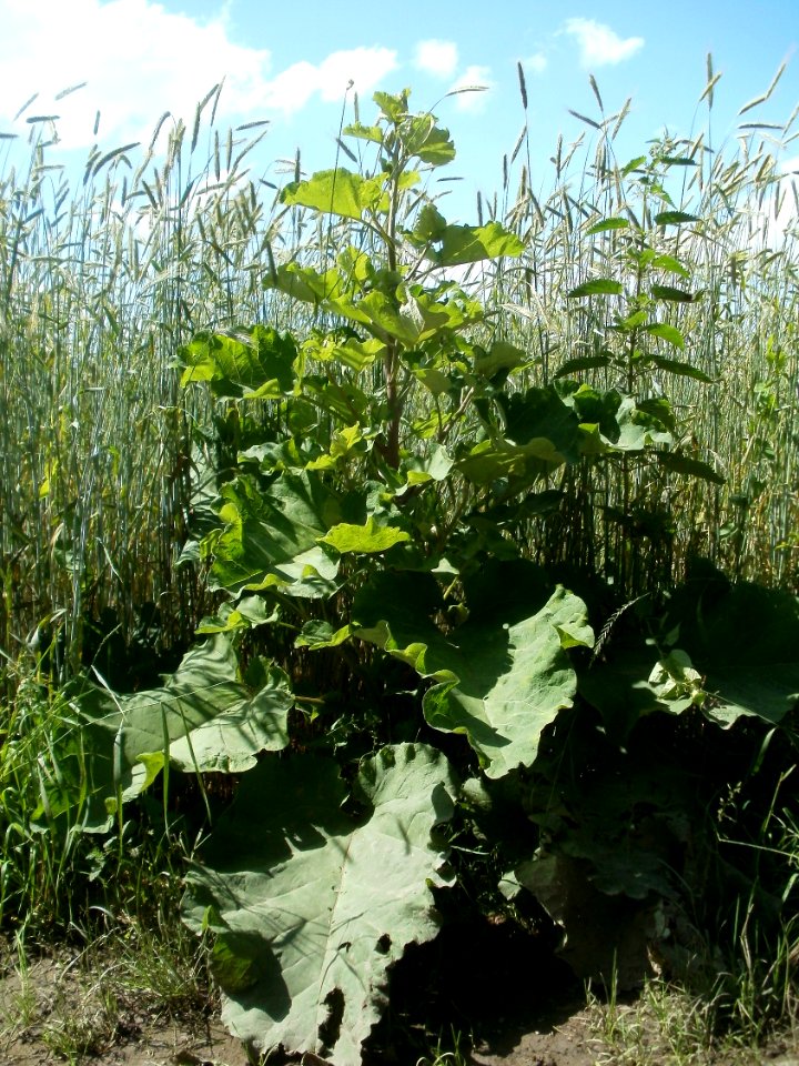 20120609Grosse_Klette_Reilingen1