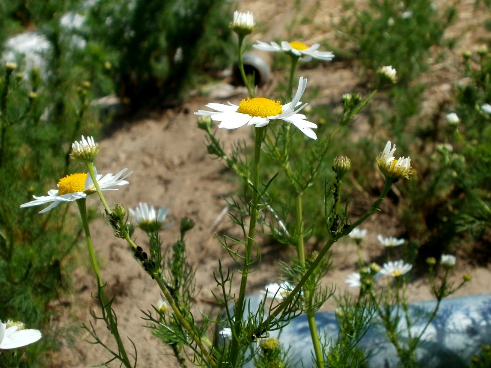 20120609Kamillen_Reilingen08
