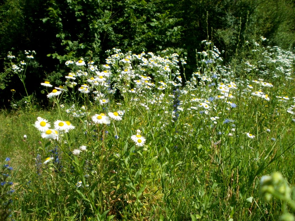 20120626Erigeron_annuus
