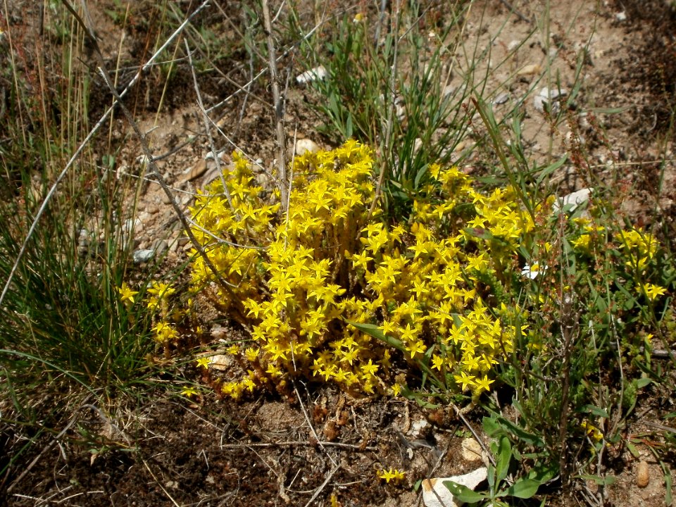 20120609Wiesenblumen_Reilingen3