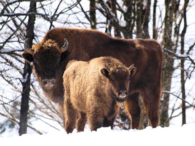 Animal fauna bison