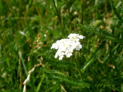 20120611Achillea_collina2
