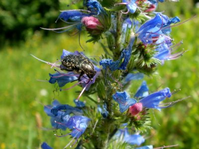 20120607Wiesenbluete_Hockenheim10