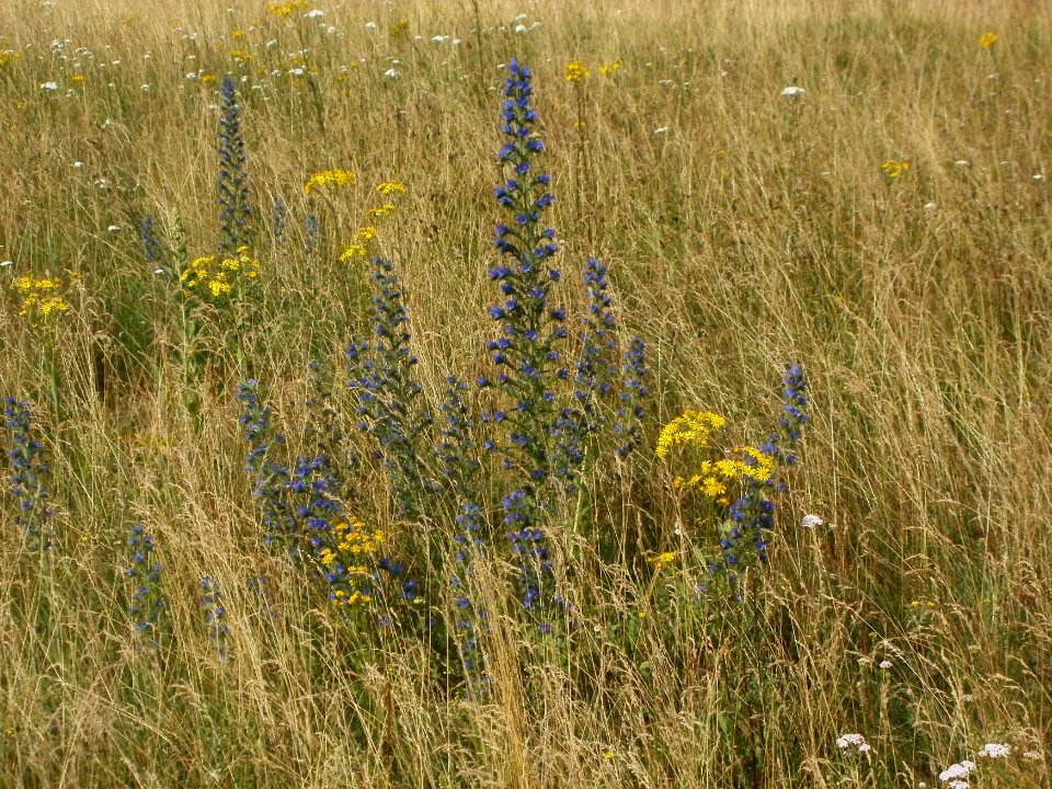 20120626Echium_vulgare
