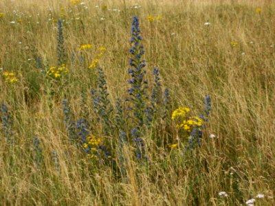 20120626Echium_vulgare