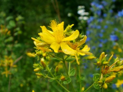 20120626Hypericum_perforatum3