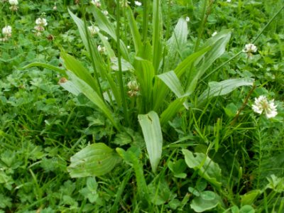 20120621Plantago_lanceolata26