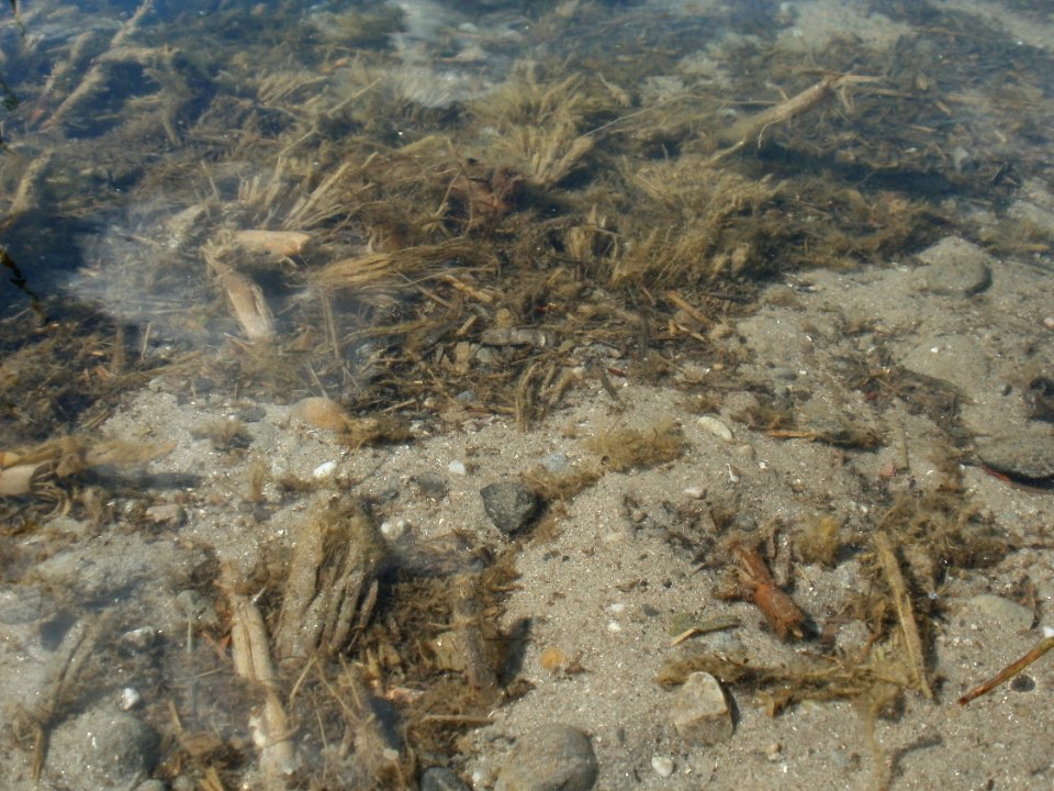 20120609Reilinger_See8