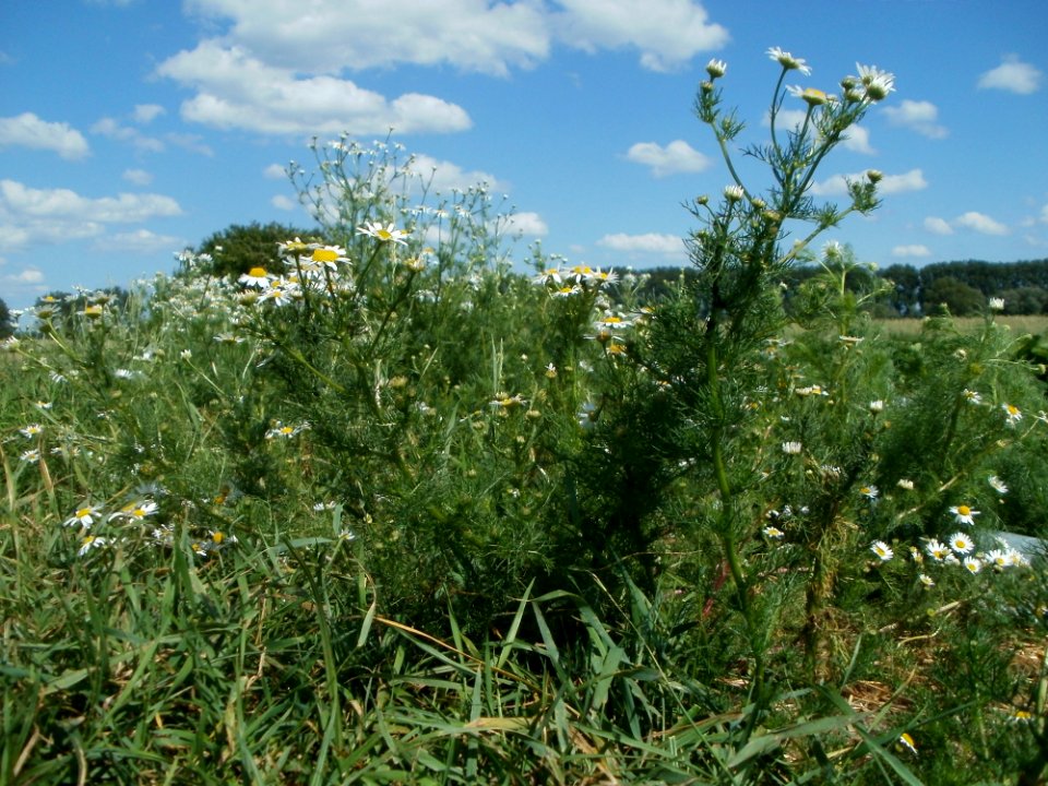 20120609Kamillen_Reilingen09