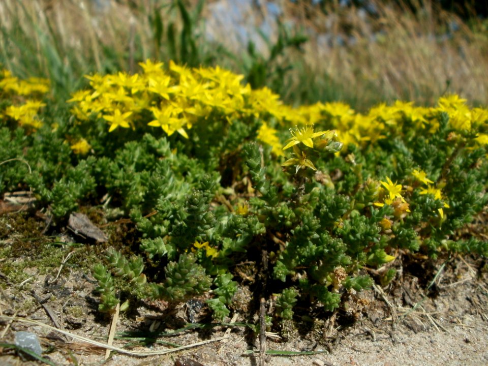 20120609Wiesenblumen_Reilingen1