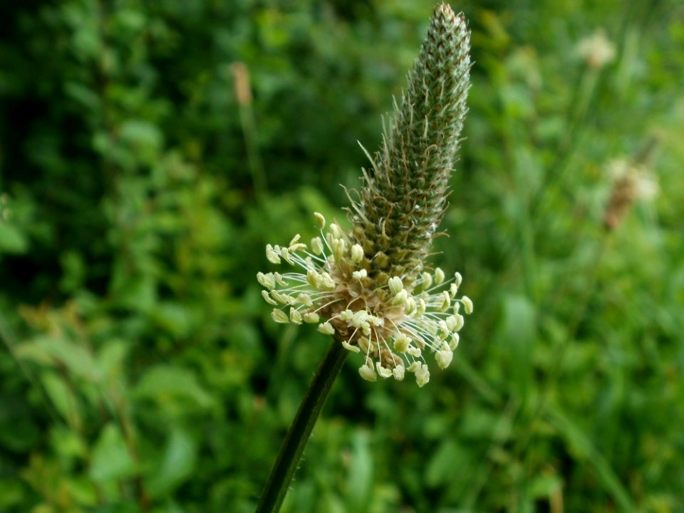 20120610Plantago_lanceolata1