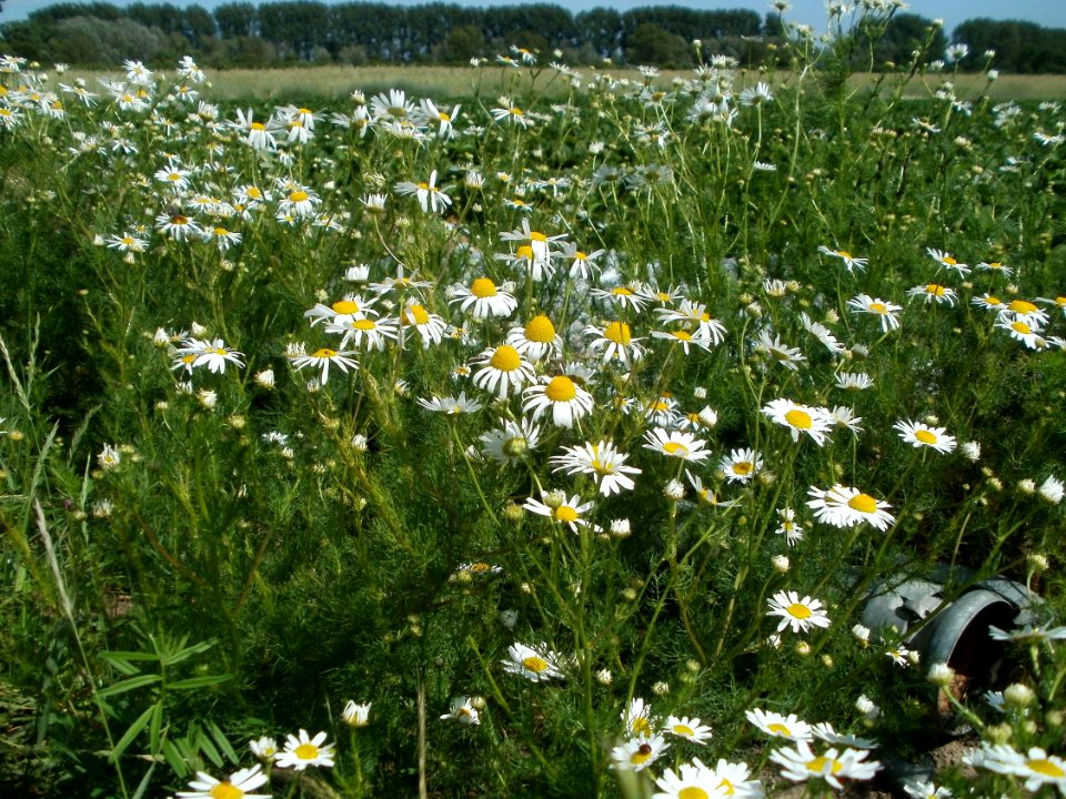 20120609Kamillen_Reilingen03
