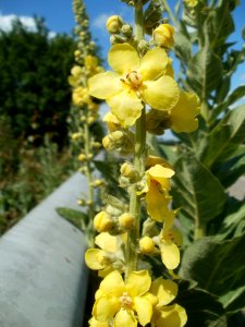 20120609Koenigskerze_Reilingen7