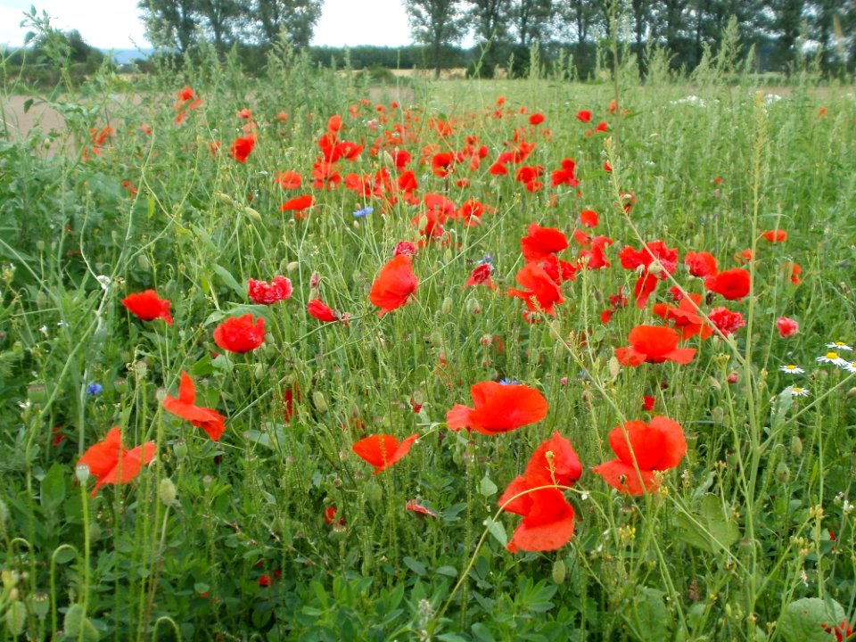 20120610Mohnblumen_Reilingen