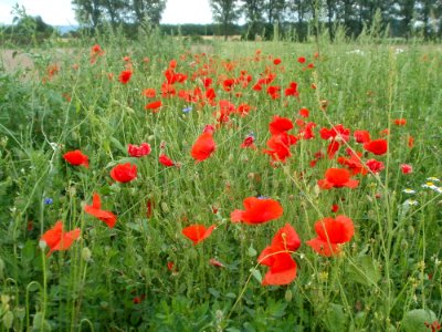 20120610Mohnblumen_Reilingen