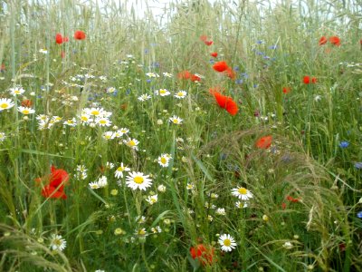 20120610Roggen_Blumen_Reilingen1 photo