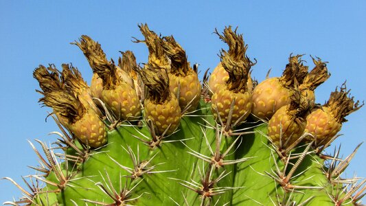 Cactus thorns plant