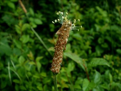 20120610Plantago_lanceolata2