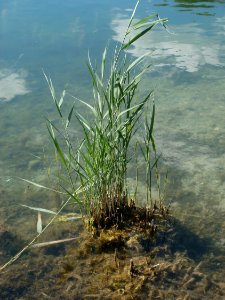 20120609Phragmites_australis2