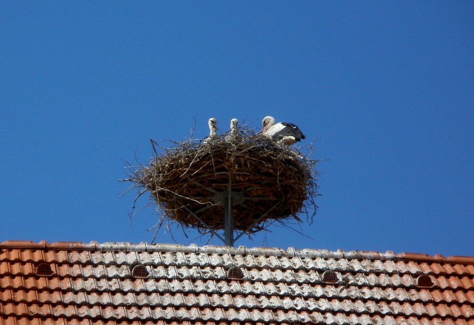 20120609Storchennest_Hockenheim