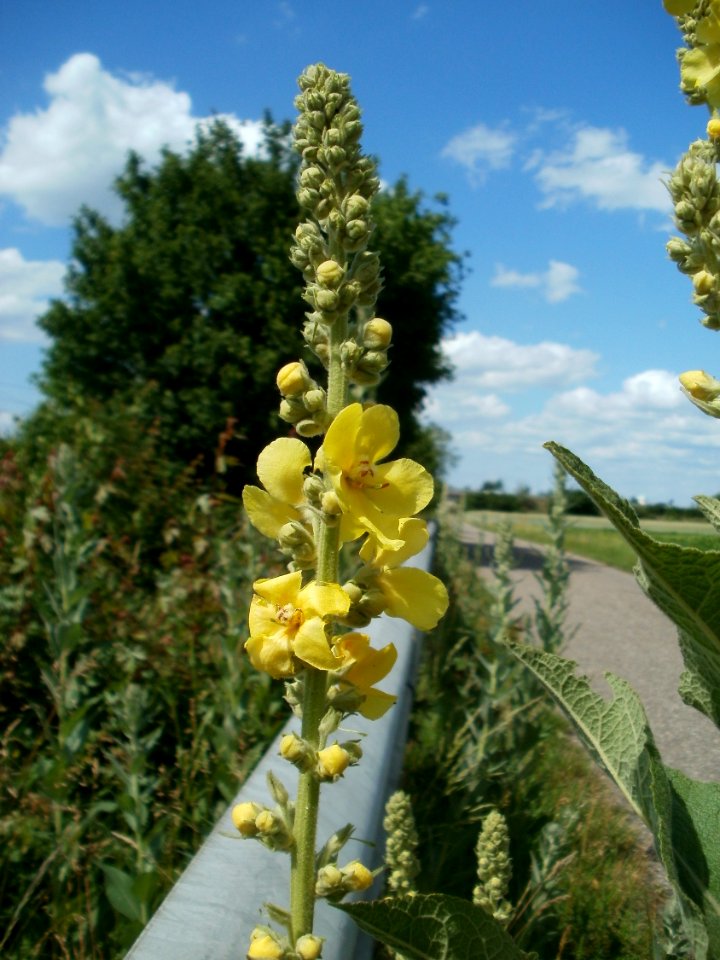 20120609Koenigskerze_Reilingen8