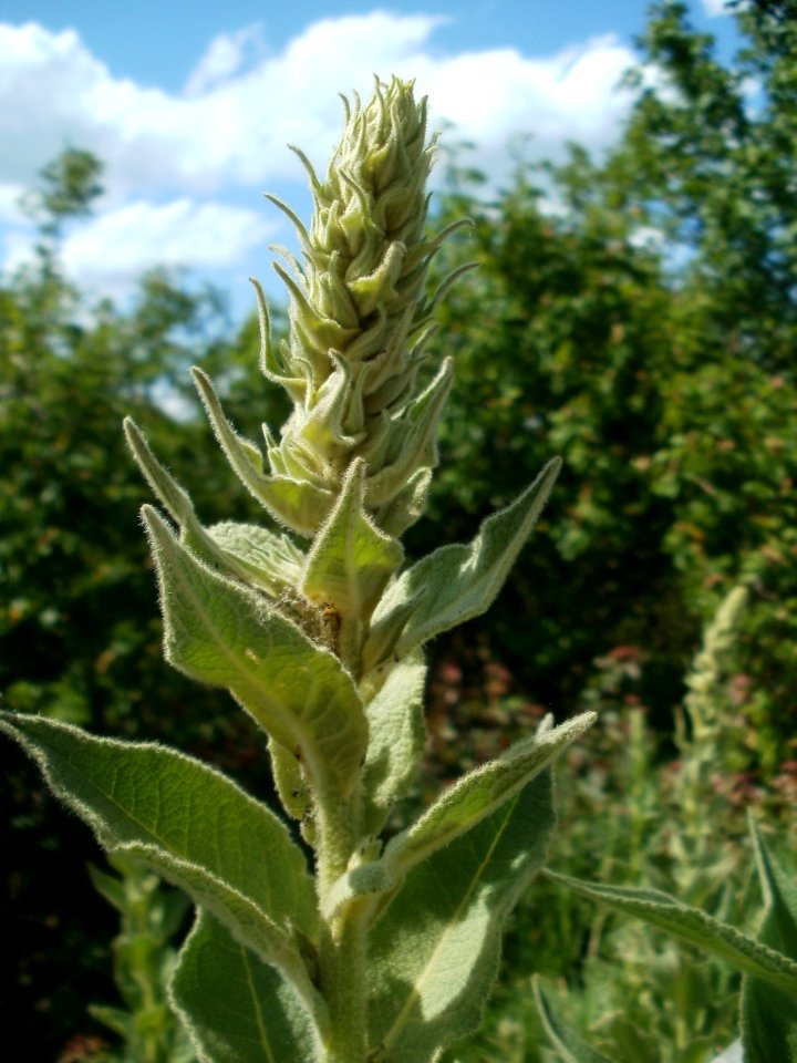 20120609Koenigskerze_Reilingen2