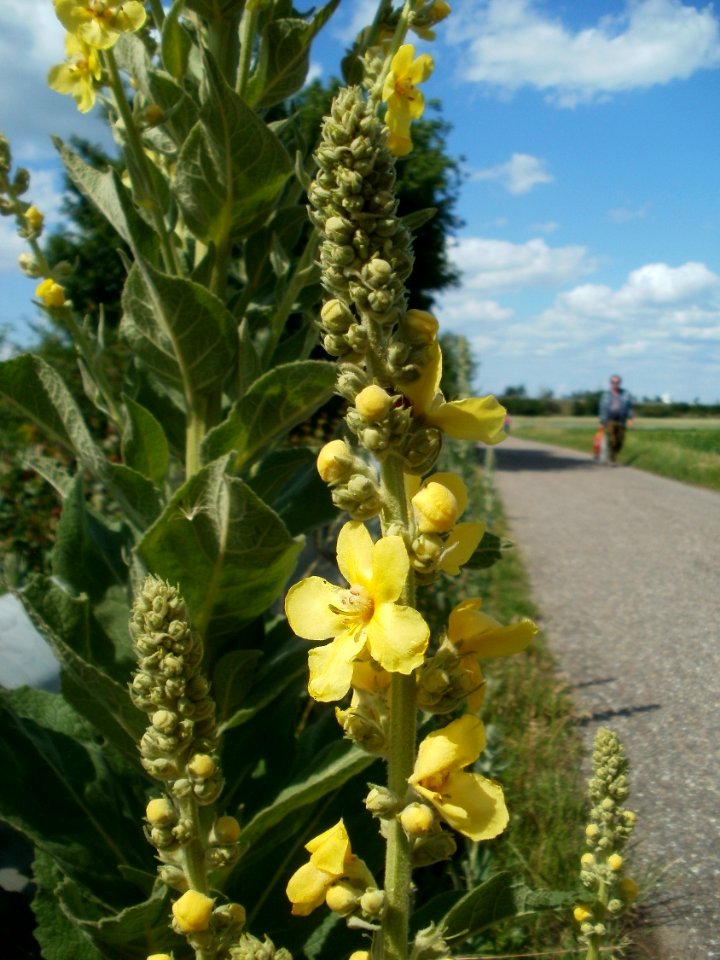 20120609Koenigskerze_Reilingen5
