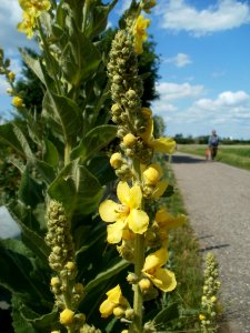 20120609Koenigskerze_Reilingen5