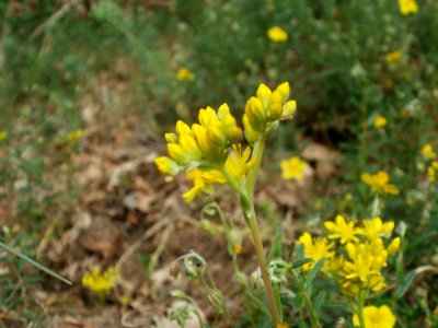 20120624Sedum_rupestre3