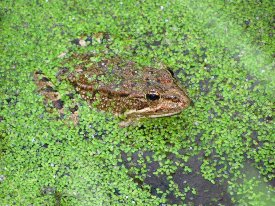 Green wild natural