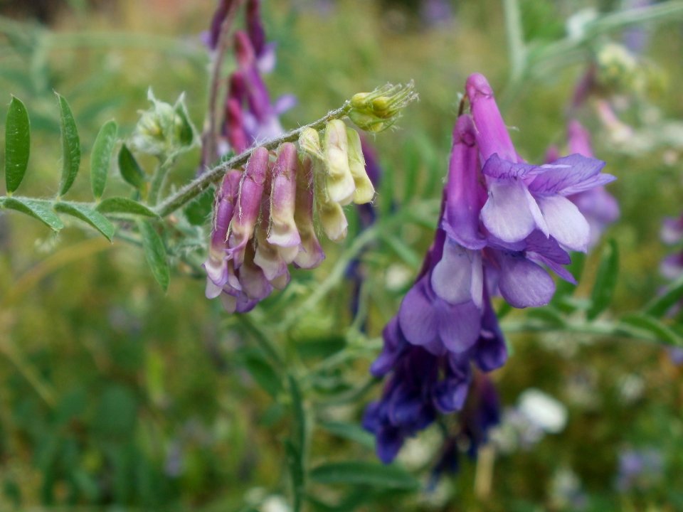 20120625Vicia_villosa5
