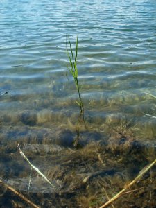 20120609Reilinger_See7