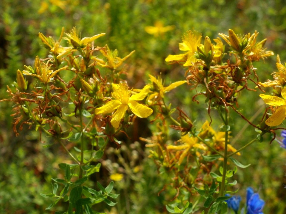 20120627Hypericum_perforatum4
