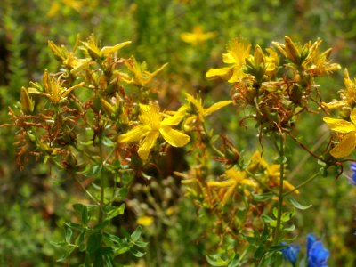 20120627Hypericum_perforatum4